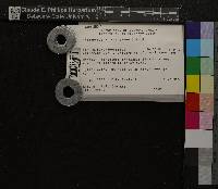 Oncophorus virens image