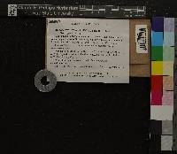 Image of Barbilophozia atlantica