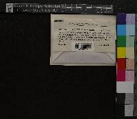 Media resource of Orthodicranum flagellare