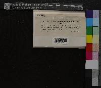 Media resource of Orthodicranum montanum