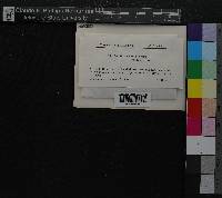 Media resource of Porella densifolia