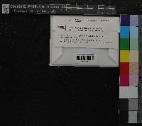 Media resource of Porella swartziana