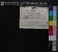 Media resource of Porella vernicosa