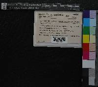 Media resource of Cheilolejeunea polystachya