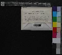 Pseudoleskeella catenulata image