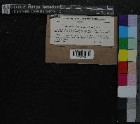 Media resource of Pseudoleskeella catenulata