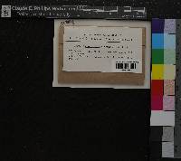 Racomitrium canescens image