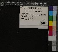 Racomitrium canescens image