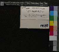 Media resource of Bucklandiella crispipila