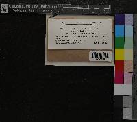 Media resource of Codriophorus fascicularis