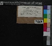 Rhytidiadelphus squarrosus image