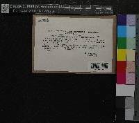 Rhytidiadelphus squarrosus image
