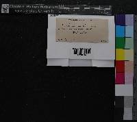 Scouleria aquatica image