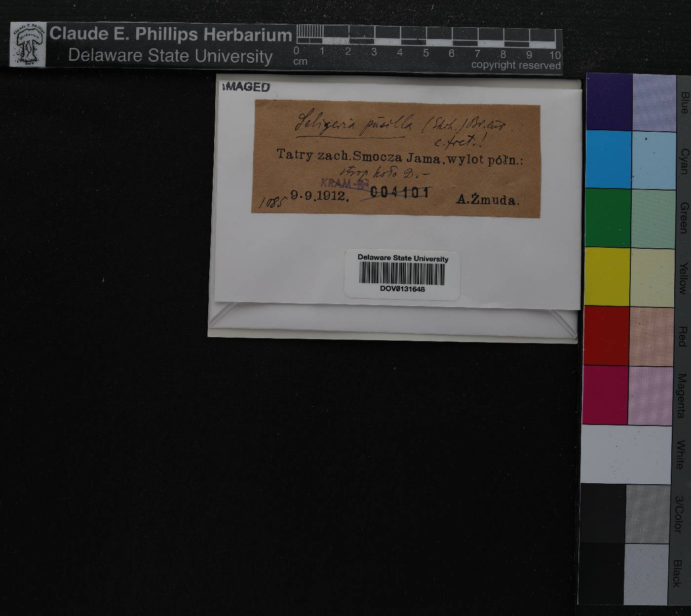 Seligeria pusilla image
