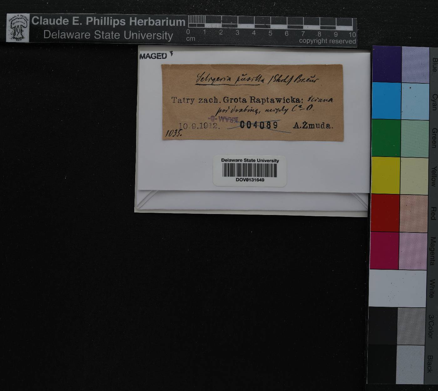 Seligeria pusilla image
