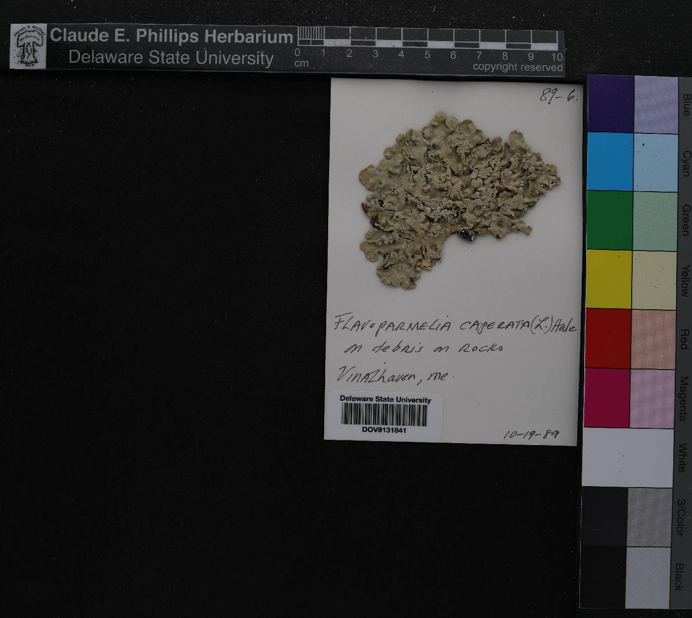 Flavoparmelia caperata image