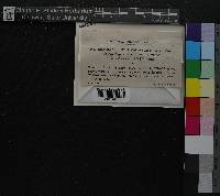 Rhytidiadelphus squarrosus image