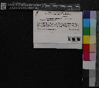 Sanionia uncinata image