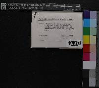 Media resource of Scapania aequiloba