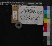 Media resource of Scapania apiculata