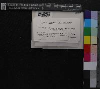 Scapania irrigua image
