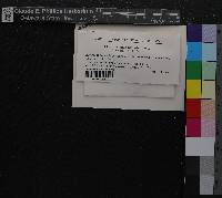Media resource of Scapania ligulata