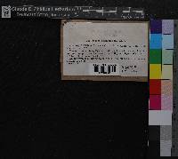 Scapania nemorea image