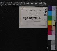 Media resource of Schiffneria hyalina