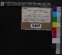 Sphagnum nemoreum image