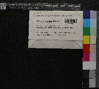 Sphagnum obtusum image