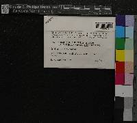 Sphagnum subsecundum image
