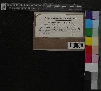 Sphagnum subsecundum image
