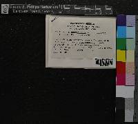 Sphagnum subsecundum image