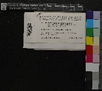 Sphagnum subsecundum image
