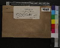 Sphagnum nemoreum image