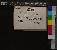 Sphagnum subsecundum image
