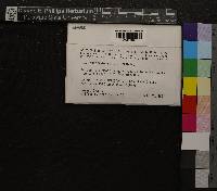 Splachnum sphaericum image