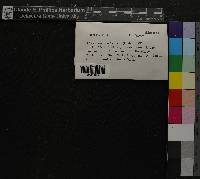 Thuidium abietinum image