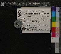 Thuidium cymbifolium image