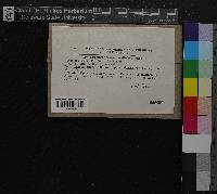 Thuidium recognitum image