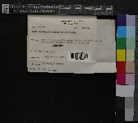 Thuidium recognitum image