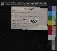 Thuidium recognitum image