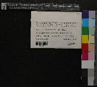 Thuidium recognitum image