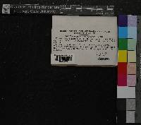 Tomentypnum nitens image