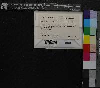 Tomentypnum nitens image