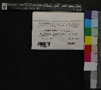 Tomentypnum nitens image