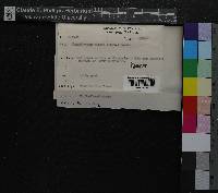 Tomentypnum nitens image