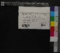 Tomentypnum nitens image