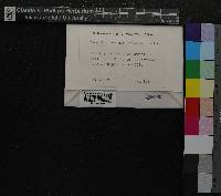 Tomentypnum nitens image