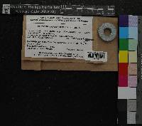 Tomentypnum nitens image